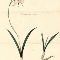 Cyrtapodium elegans.