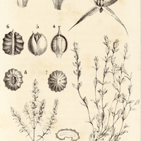 Pelletiera verna. (Aug. St. Hil.)