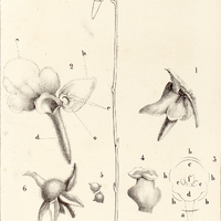 Genlisea aurea (Aug. St. Hil.)